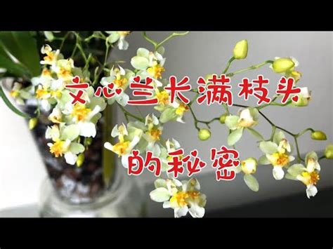 文心蘭風水|【文心蘭 風水】文心蘭 風水，不可不知的居家秘密